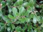 Preview: Die Blätter von Arctostaphylos uva-ursi
