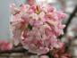Preview: Rosa Blüte von Viburnum bodnantense Dawn