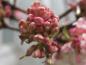 Preview: Knospige Blüten beim Winterschneeball Bodnant