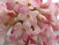 Preview: Weiß-rosa Blüte von Viburnum bodnantense Dawn im Detail