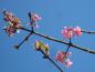 Preview: Zarte rosa Blüten im Frühjahr - der Winterschneeball Bodnant