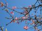 Preview: Viburnum bodnantense Dawn hat ein lange Blütezeit - vom Winter bis ins Frühjahr.