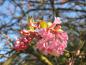 Preview: Rose Blüten des Winterschneeball Bodnant