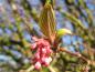 Preview: Der Blattaustrieb des Viburnum bodnantense Dawn findet gen Ende der Blüte im Frühjahr statt.