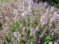 Preview: Lila Blüten des Feld-Thymian (Thymus pulegioides)