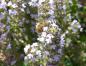 Preview: Thymus pulegioides in Blüte