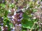 Preview: Gut besucht, die violette Blüte des Feld-Thymian