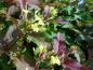 Preview: Diervilla splendens in Blüte