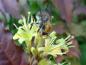 Preview: Diervilla sessilifolia, Kantgetris