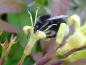 Preview: Diervilla splendens als solider Pollenspender für Hummeln