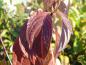 Preview: Kranskornell, Cornus alternifolia