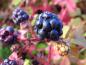Preview: Rubus caesius