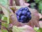 Preview: Rubus caesius