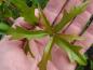 Preview: Quercus nigra