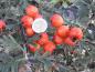 Preview: Trubbhagtorn, Crataegus monogyna