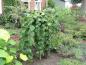 Preview: Corylus avellana Pendula als Stamm gezogen