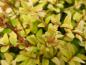 Preview: Lonicera nitida Baggesen's Gold ist auch als Flächendecker geeignet.