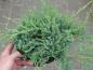 Preview: Juniperus media Pfitzeriana Compacta