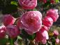 Preview: Gefüllte rosa Blüte des Zierapfels Brandy Magic