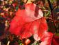 Preview: Leuchtend rotes Herbstlaub des Malus Brandy Magic