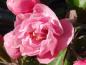 Preview: Einzelne gefüllte rosa Blüte des Zierapfels Brandy Magic