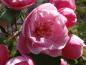 Preview: Hübsche rosa Blüten vom Zierapfel Brandy Magic