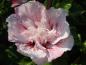Preview: Gefüllte Blüte vom Hibiscus Pink Chiffon - rosa mit zarten roten Streifen
