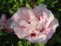 Preview: Die gefüllte Blüte des Roseneibisch Pink Chiffon
