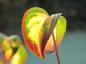 Preview: Gold-Blumenhartriegel mit beginnender Herbstfärbung