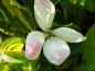 Preview: Weiße Blüte mit rosa Zeichnung - Gold-Blumenhartriegel