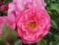 Preview: Ros Heidetraum, Rosa Heidetraum