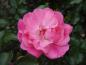 Preview: Ros Heidetraum, Rosa Heidetraum