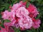 Preview: Ros Heidetraum, Rosa Heidetraum