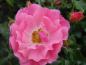 Preview: Ros Heidetraum, Rosa Heidetraum