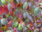 Preview: Der Blumenhartriegel bekommt eine facettenreiche Herbstfärbung