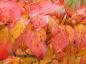 Preview: Tolle Herbstfärbung bei Cornus kousa chinensis