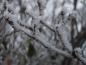 Preview: Trieb von Cornus kousa var. chinensis im Winter