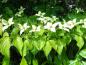Preview: Nahaufnahme der Blüten von Cornus kousa var. chinensis