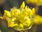 Preview: Detaiaufnahme einer Blüte der Gold-Kornellkirsche