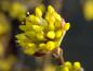Preview: Frühlingsvorbote: die Blüte des Cornus mas Aurea