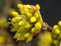 Preview: Die Blütenknospen vor dem Aufblühen der Gold-Kornellkirsche