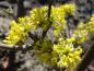 Preview: Blüte der großfrüchtigen Kornelkirsche Jolico
