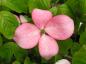 Preview: Schöne Blüte von Cornus florida Rubra