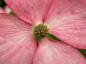Preview: Detail der Blüte: Cornus florida Rubra