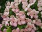 Preview: Blütenfülle bei Cornus florida Rubra