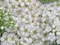 Preview: Spiraea japonica White Gold