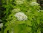 Preview: Spiraea japonica White Gold