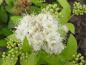 Preview: Spiraea japonica White Gold