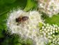 Preview: Spiraea japonica White Gold