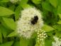 Preview: Spiraea japonica White Gold